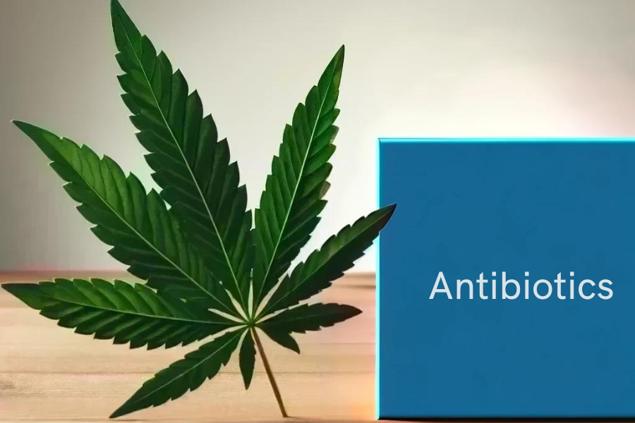 Cannabis e antibiotici (ad esempio amoxicillina, ciprofloxacina, azitromicina)