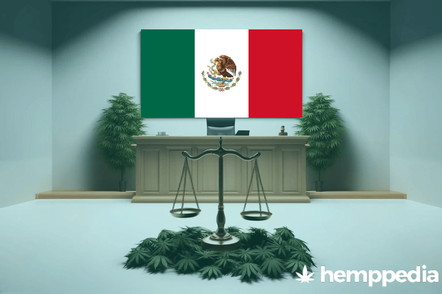 La cannabis è legale in Messico? – Update 2024