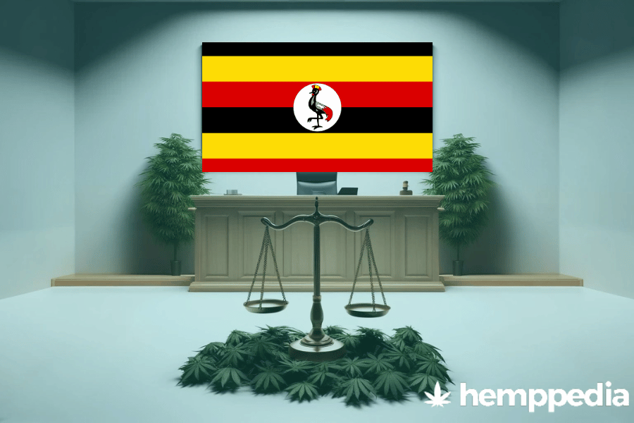 La cannabis è legale in Uganda? – Update 2024